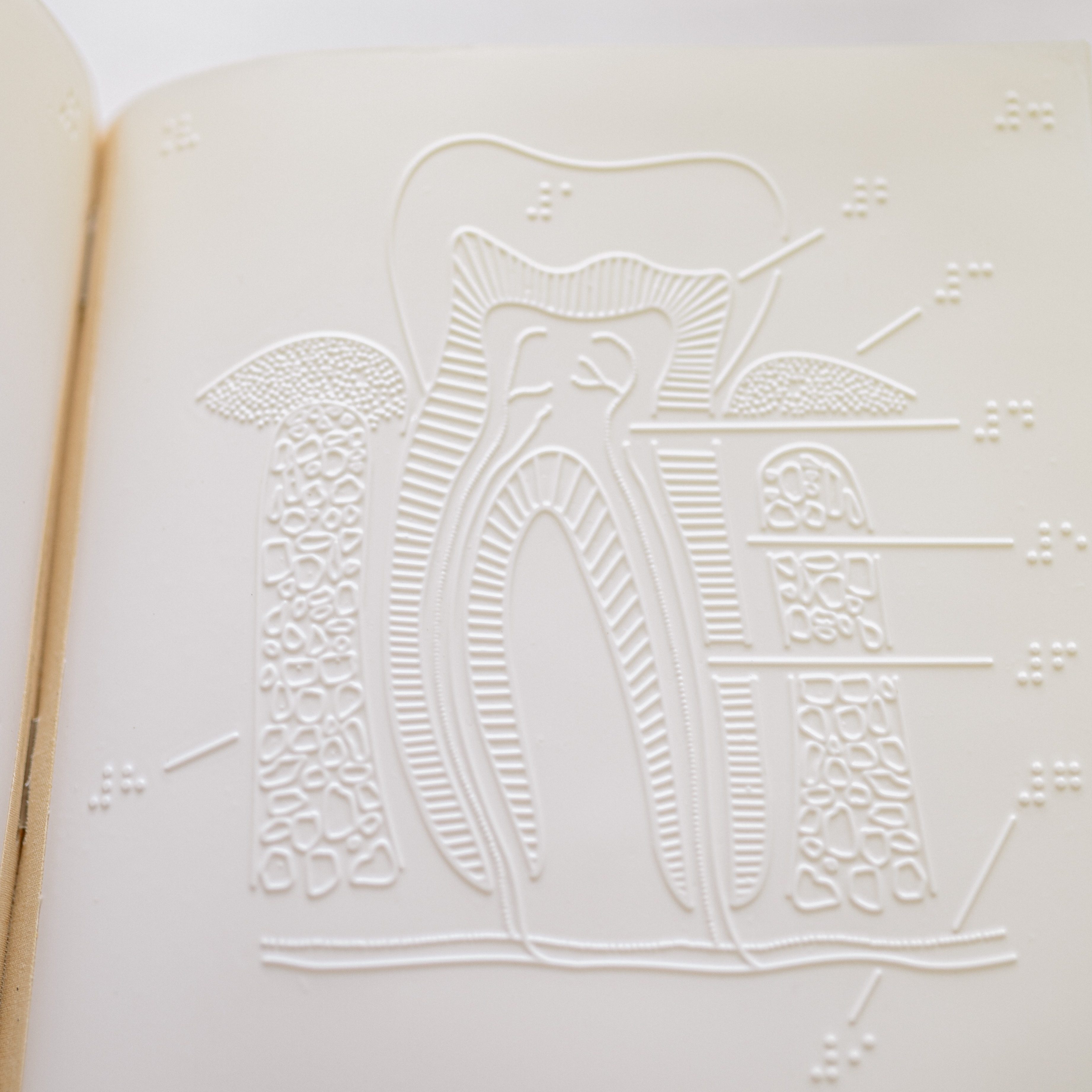 Eine Illustration zum Aufbau des Zahnes, die in Braille gedruckt ist.